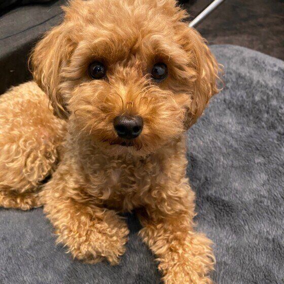 モフモフの毛並みがかわいいトイ・プードル