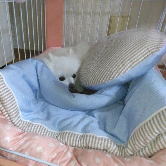 ポメラニアン　最近のお気に入り