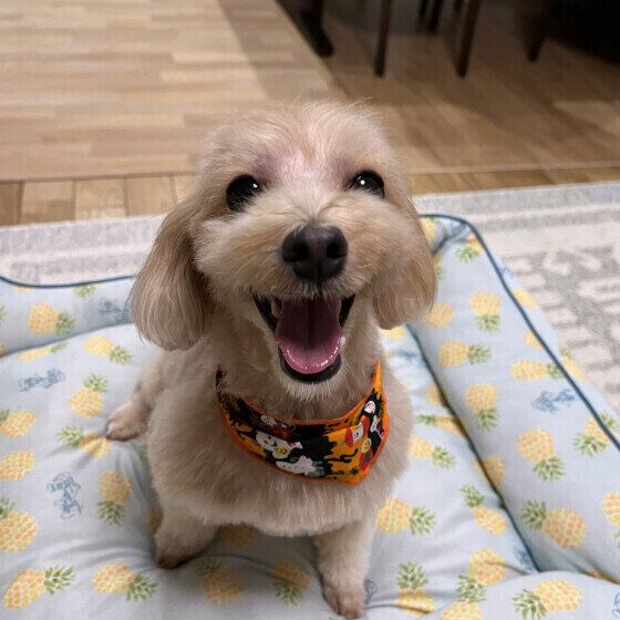 ミックスのウェルちゃん