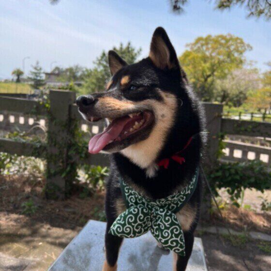 柴犬のかいちゃん