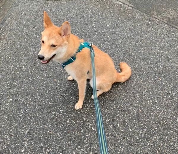 お散歩するチャイくん