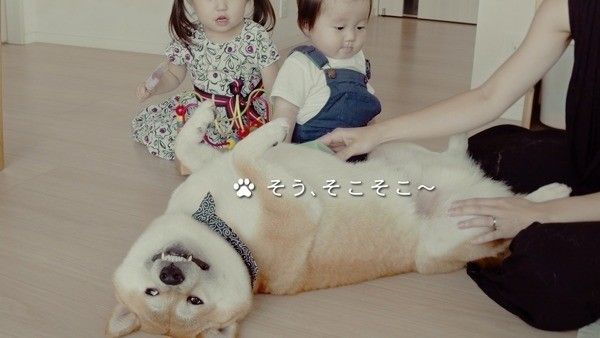 そう、そこそこ～　いぬのきもちCM