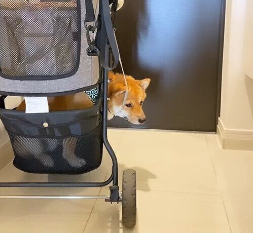 バギーに入るとらちゃん