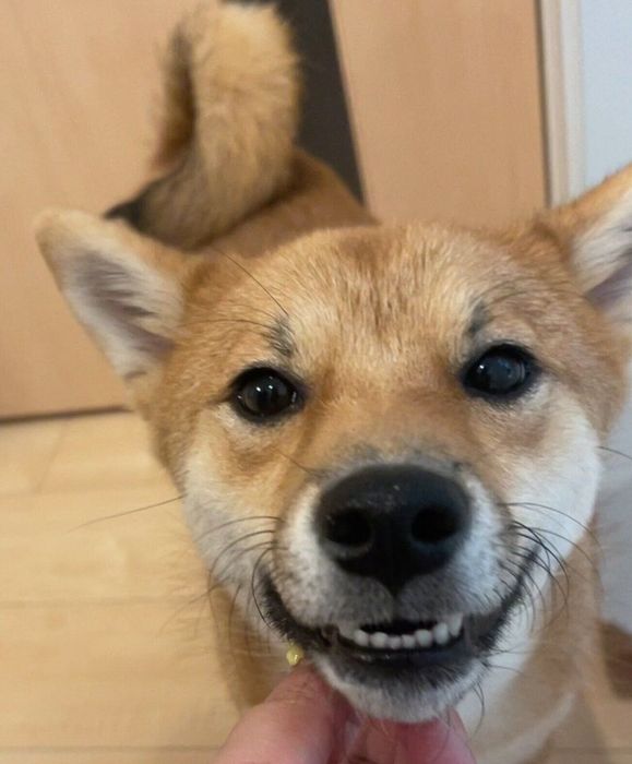 ニコッと笑うつくしちゃん
