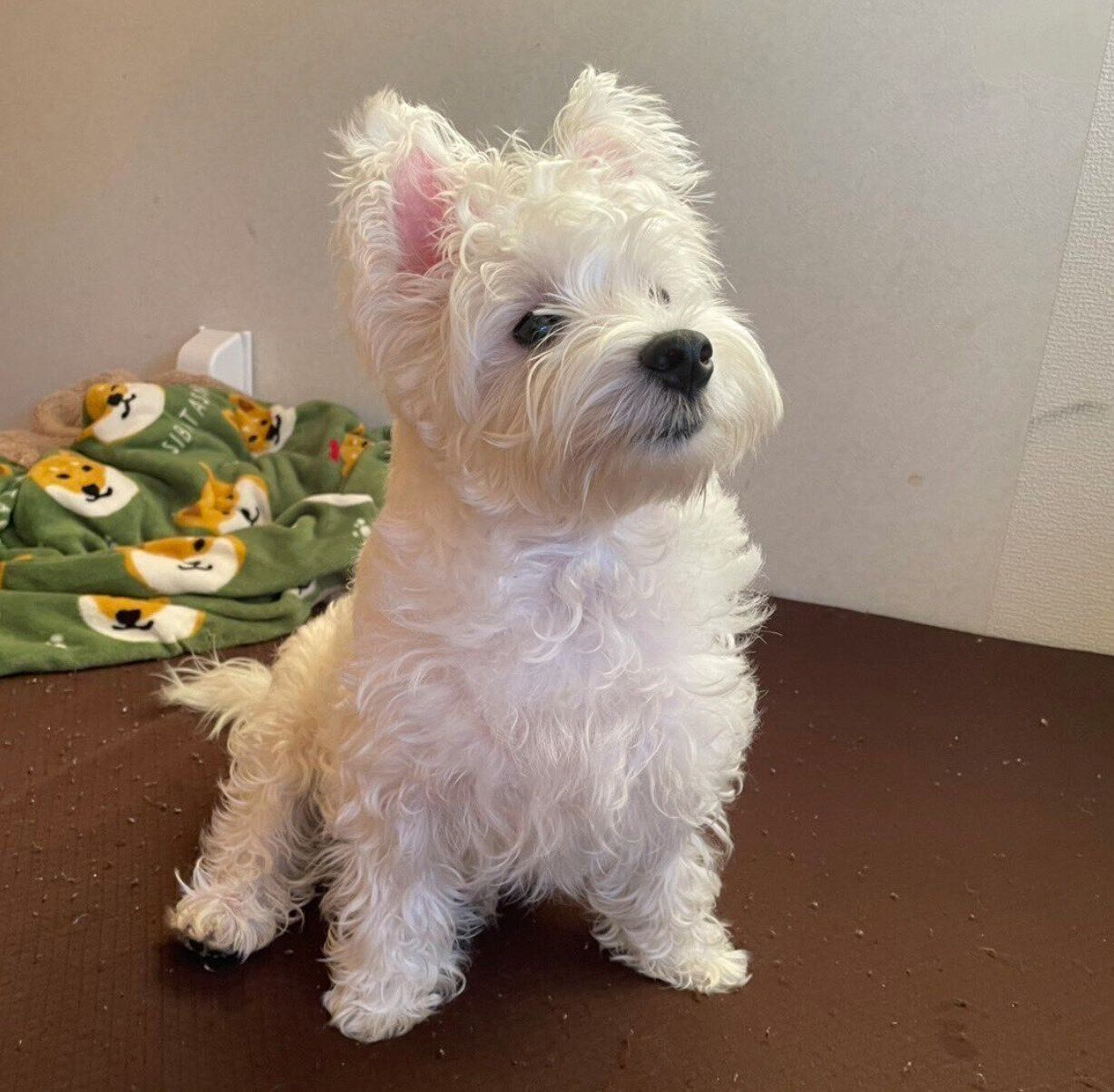 生後8カ月になったシャンプーちゃん