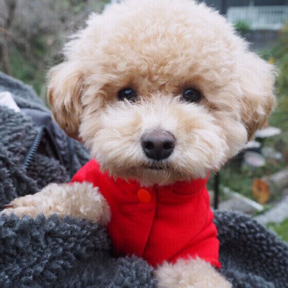 「人見知りをする犬としない犬の特徴」と犬を人に慣らすためにできること いぬのきもち