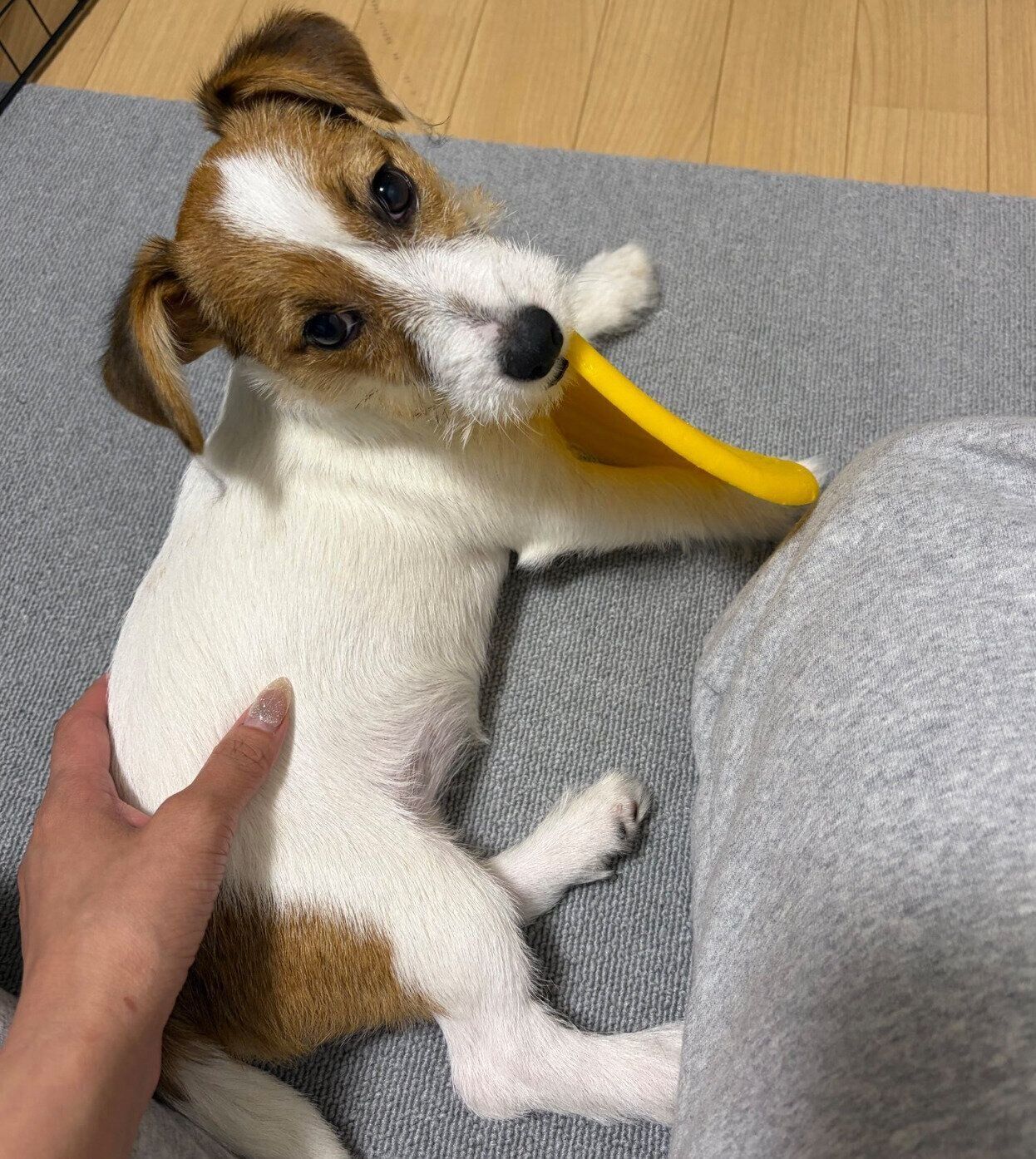 フリスビーで遊ぶこたちゃん