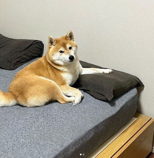 ベッドの上で飼い主さんのことを待つ文太くん