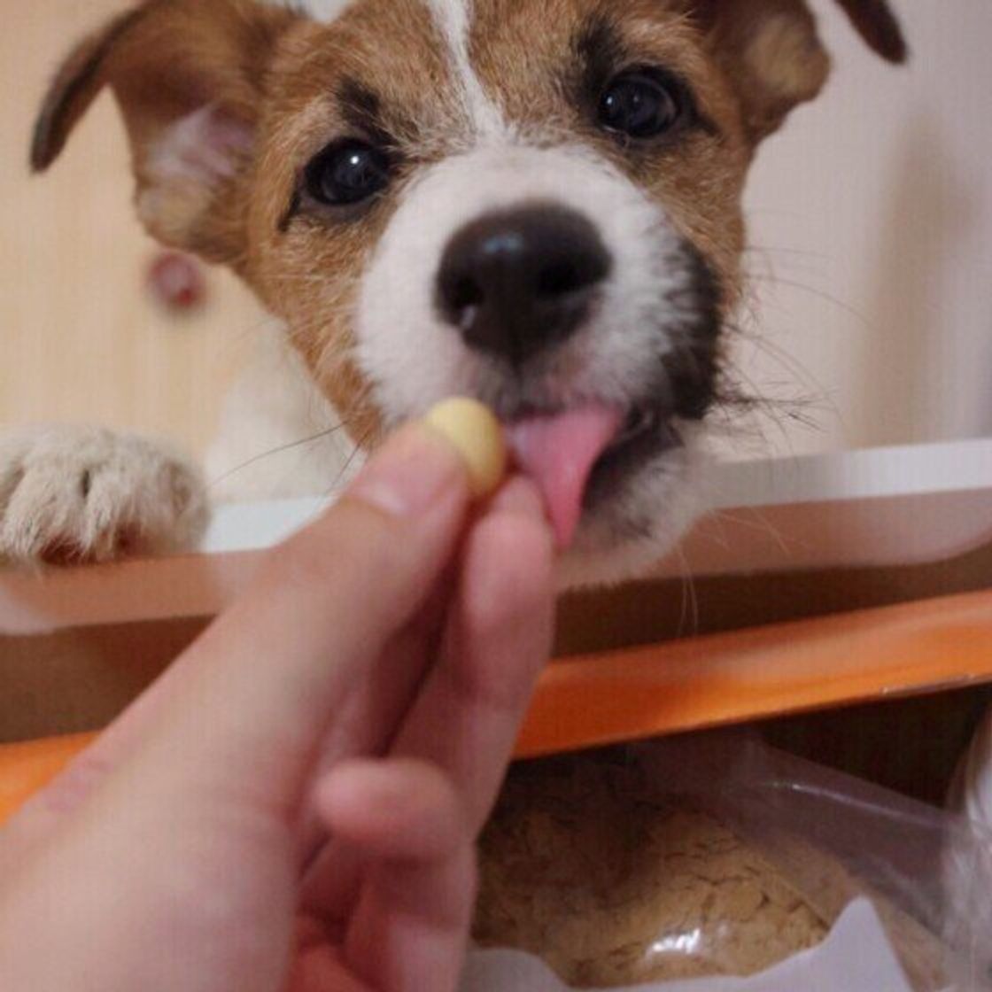 犬が見せる お腹いっぱい のサイン 食べ続けることで起こるリスクとは いぬのきもちweb Magazine 犬が見せる お腹いっぱい のサイン 食べ続けることで起こるリスクとは いぬのきもちweb Magazine
