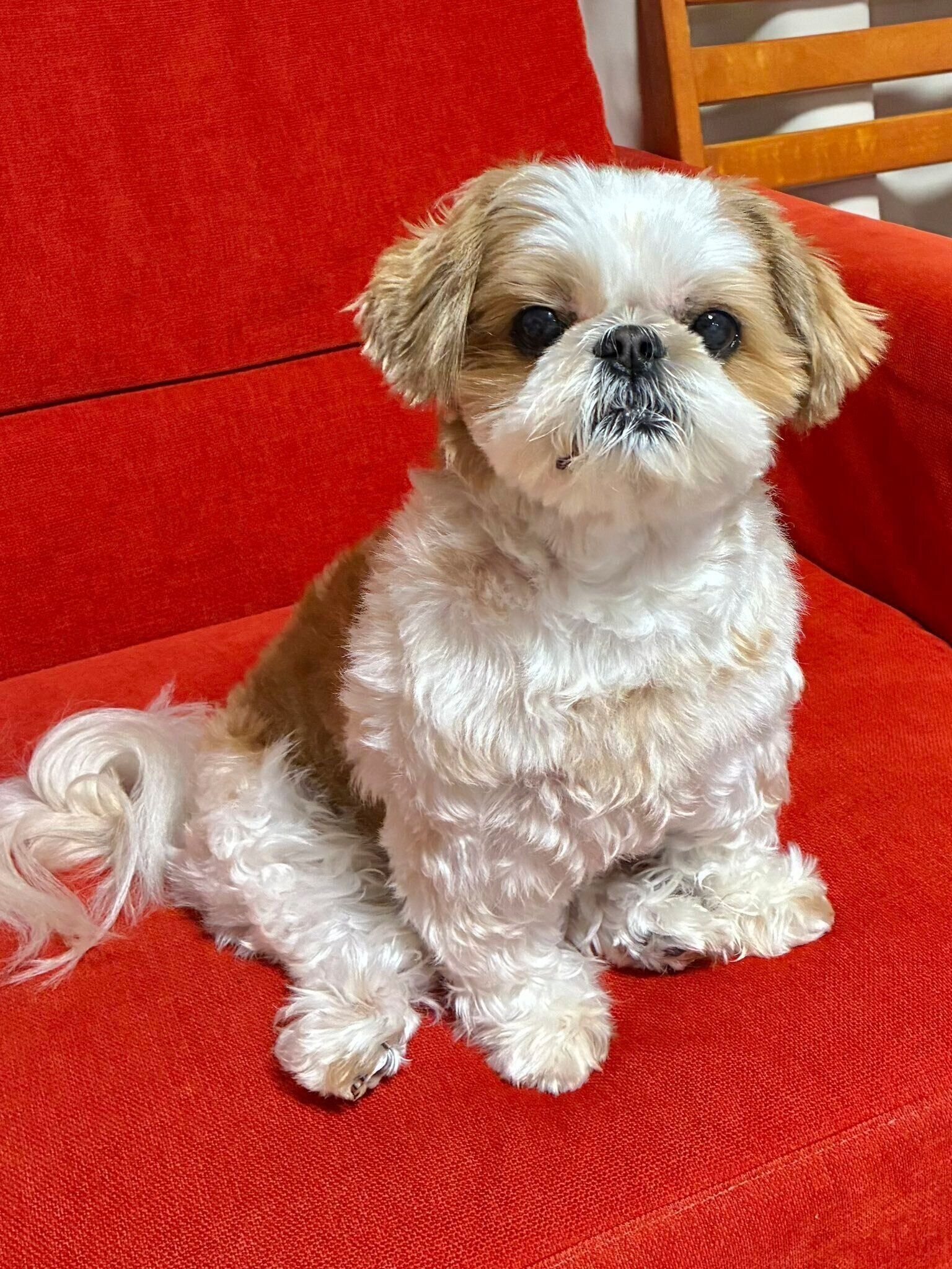 「Xでちび太の日常を発信し始めて2年目ですが、ちび太のおかげでたくさんの出会いがありました」と飼い主さん