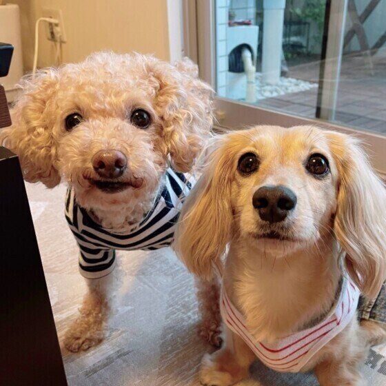 【犬の多頭飼い】新しい犬を迎える前に考えたい住環境づくりのポイント いぬのきもち