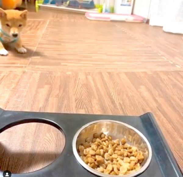 逆ハイハイする豆柴のうにくん