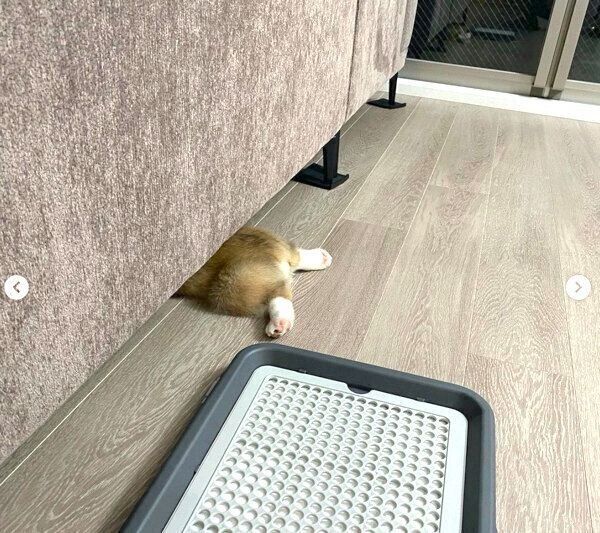 ソファの下に入るモナカくん