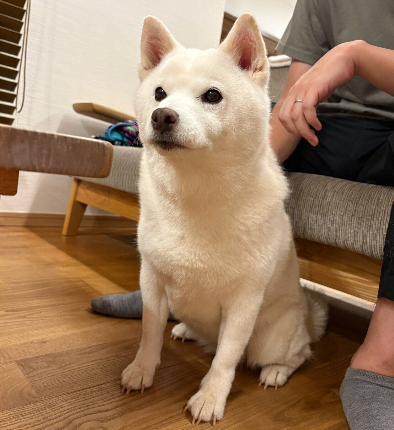 なでられ待ちの小豆ちゃん