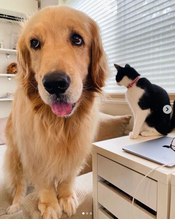 飼い主さんのそばにやってきた犬のコメちゃんと猫のウメちゃん