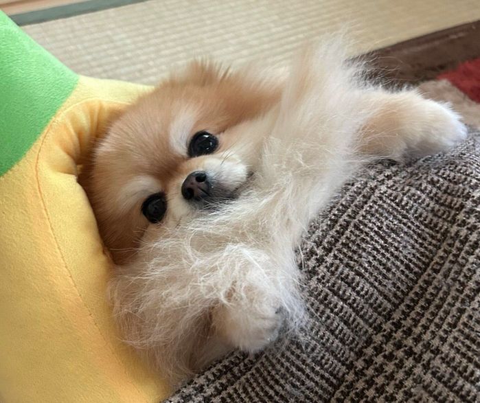 飼い主さんを見つめるいぶきちゃん