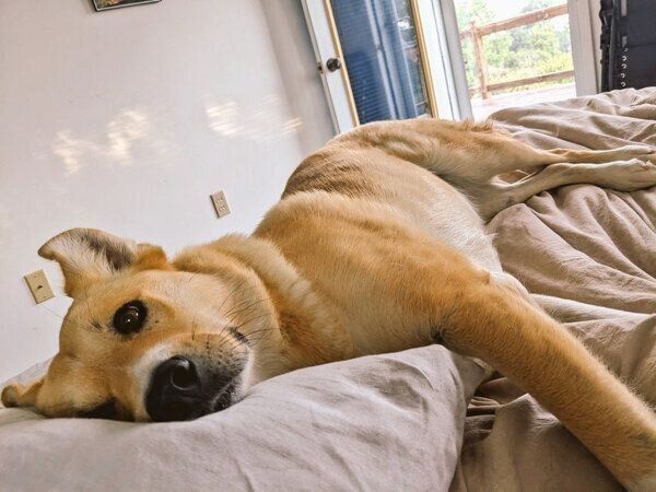 ベッドでまったりする幸子ちゃん