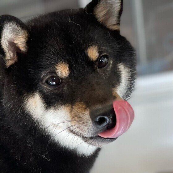 柴のぐん太くん♪