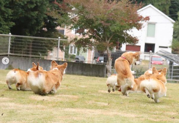 たくさん集まるコーギー