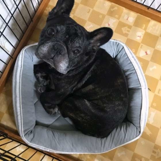 くつろぐボノくん