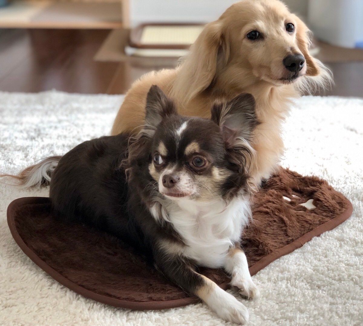 ふわふわマットにのる犬たち