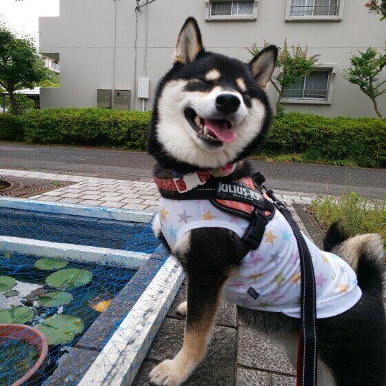 散歩中の熱中症対策「犬のひんやりグッズ」の使い方と注意点  いぬのきもち