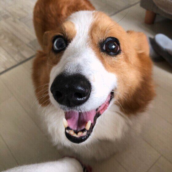 笑顔のウェルシュ・コーギー・ペンブローク