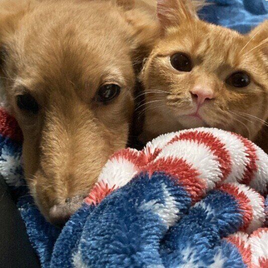 ダックスフンド