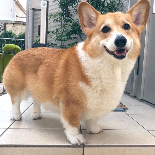 笑顔のベルちゃん