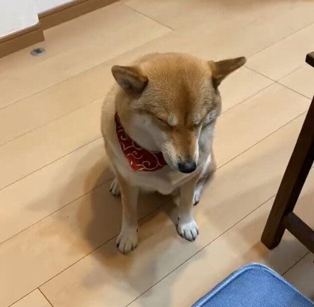お座りをしながらウトウトするはるちゃん