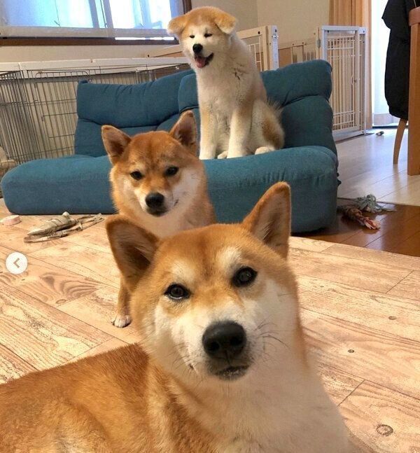 ててくん、ももちゃん、らいちゃん