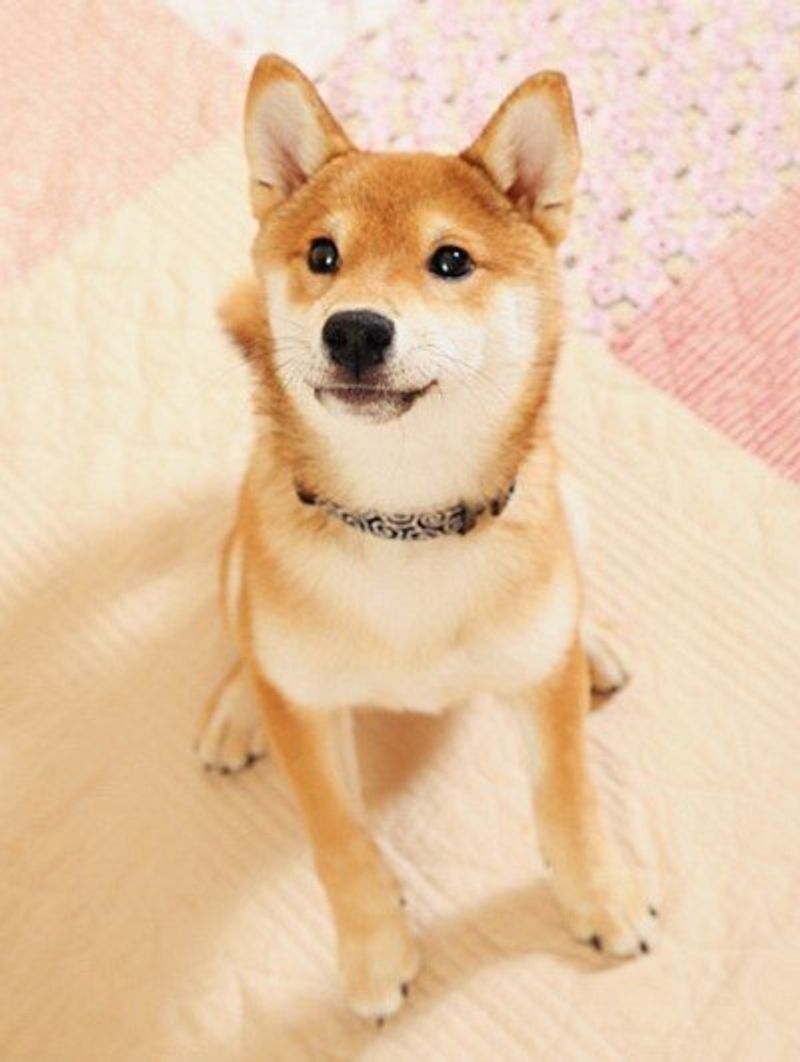 目の病気にかかりやすい犬種は 実は柴犬が気を付けたい目の病気も いぬのきもちweb Magazine 目の病気にかかりやすい犬種は 実は柴犬が気を付けたい目の病気も いぬのきもちweb Magazine