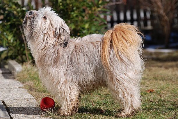 チベタン テリアの特徴 性格 最新価格と飼い方 いぬのきもち 犬図鑑 いぬのきもちweb Magazine