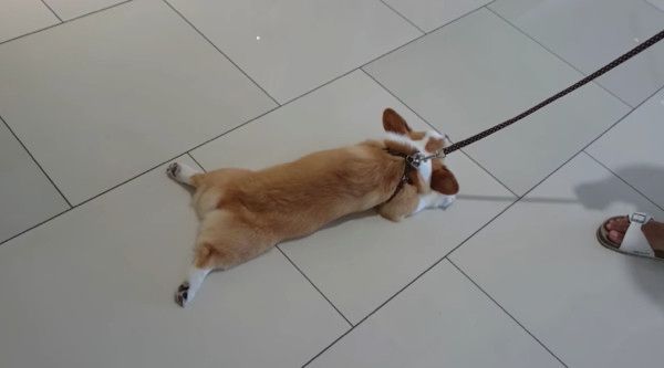 床にへばりつくコーギー