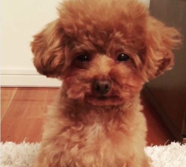 睡魔に耐える犬