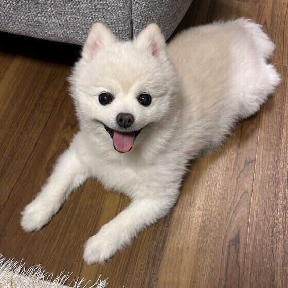 床でくつろぐポメラニアン