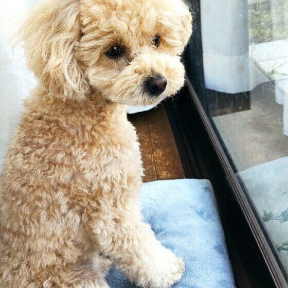 外を見るトイ・プードル