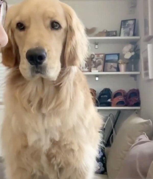 「お仕事断固反対運動」をするコメちゃん