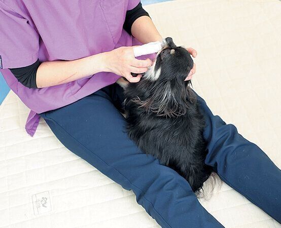 愛犬の歯みがきにおすすめの体勢