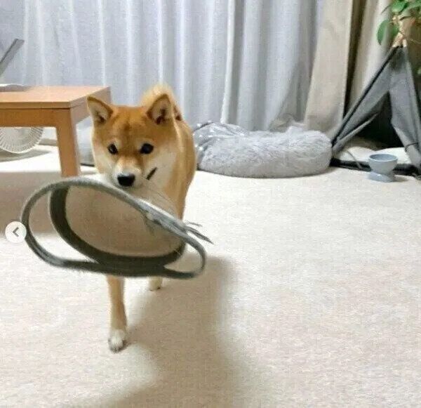 おもちゃを入れているバスケットを運んでくるおまめちゃん