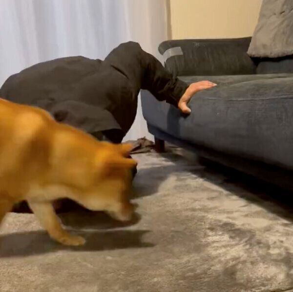 ボールを探す飼い主さんの邪魔をする、おだしくん