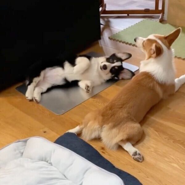 まったりするミンディちゃん、トラヴィスちゃん