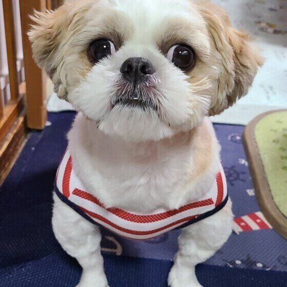 シー・ズーのイブちゃん