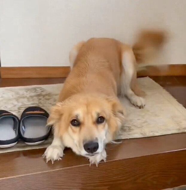 帰宅した飼い主さんを大歓迎するチャロちゃん。