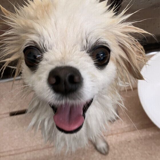 シャンプー中のワンちゃん