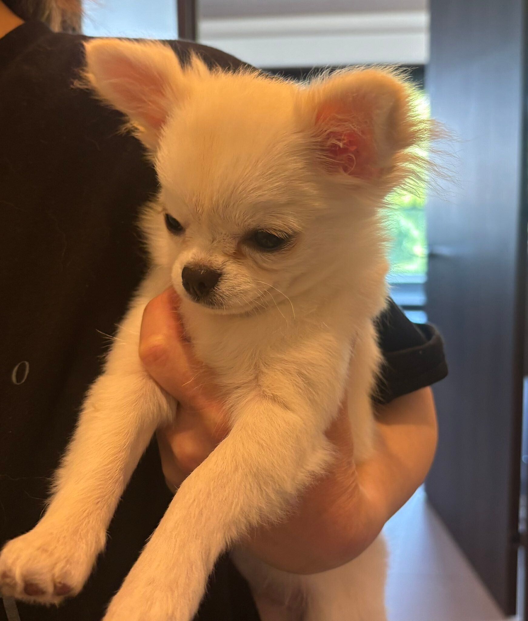 飼い主さんを見送るなたりーちゃんの様子