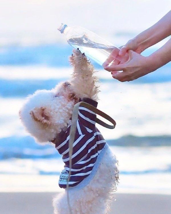 水を立ち飲みするトイ・プードル