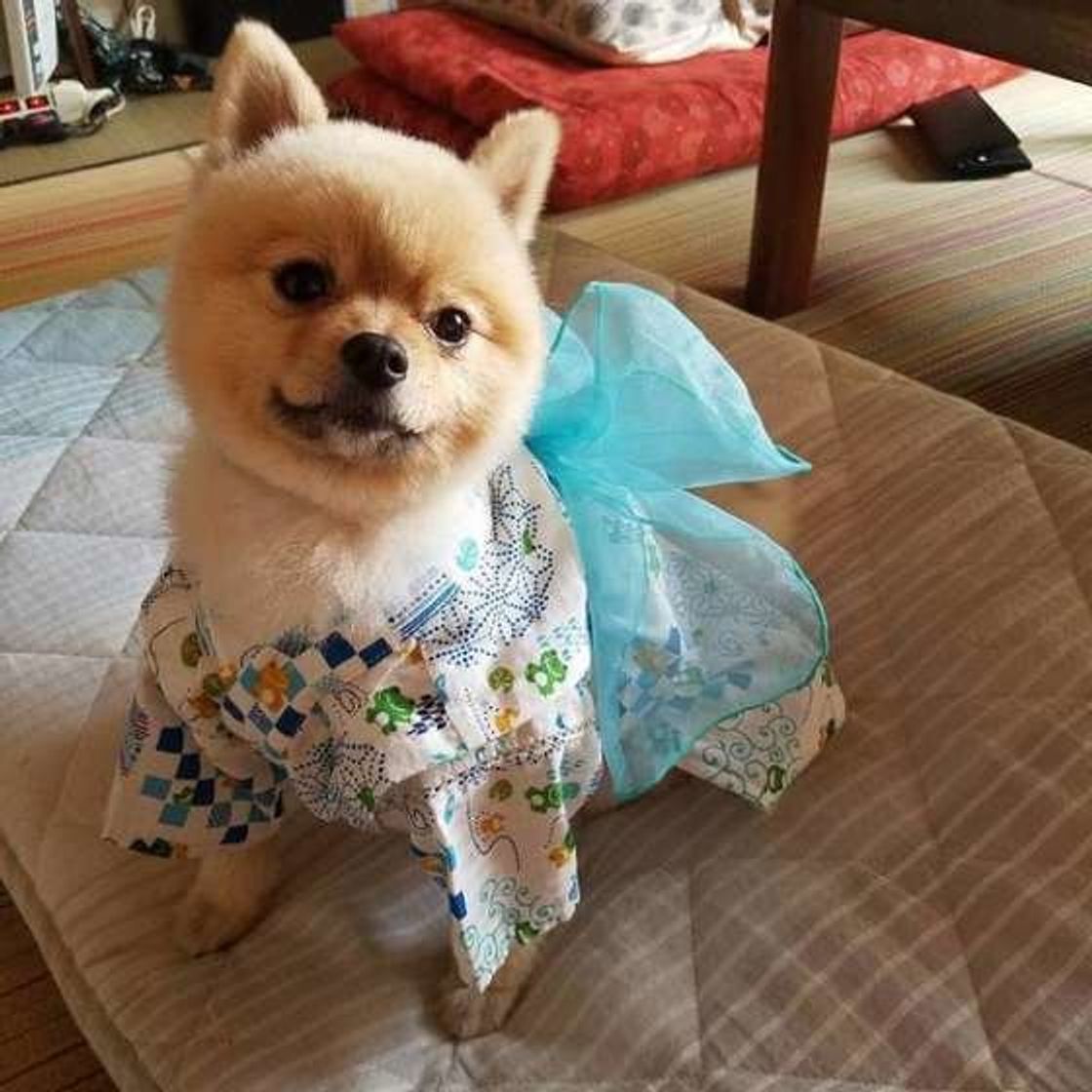 苦手な犬が多い雷と花火 怖いと感じる意外な理由 いぬのきもちweb Magazine 苦手な犬が多い雷と花火 怖いと感じる意外な理由 いぬのきもちweb Magazine