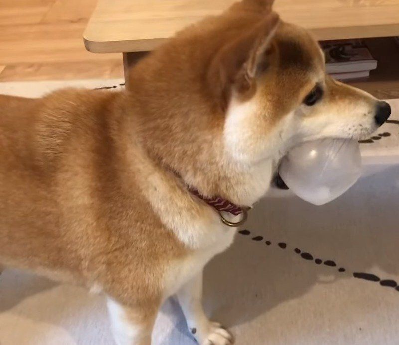 遊ぶ柴犬