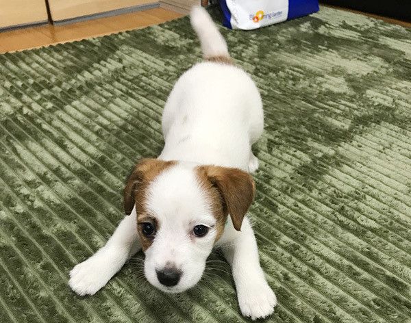 見つめるジャック・ラッセル・テリア